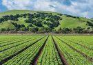 طرح اصلاح الگوی کشت کشاورزی به افزایش بهره‌وری کمک می‌کند