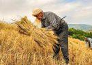 پیش‌بینی خرید ۸.۵ میلیون تن گندم از کشاورزان/ رشد ۶ برابری کشت قراردادی