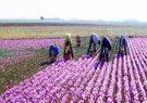 سهم اندک ایران از تجارت جهانی گل محمدی