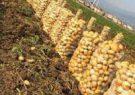 صادرات سیب‌زمینی آزاد شد