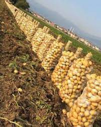 صادرات سیب‌زمینی آزاد شد