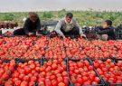 شکاف 5 برابری قیمت گوجه فرنگی از مزرعه تا بازار/ چرا مواد غذایی گران شدند؟