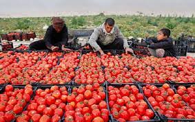 شکاف 5 برابری قیمت گوجه فرنگی از مزرعه تا بازار/ چرا مواد غذایی گران شدند؟