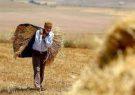 تعیین تکلیف قیمت گندم منوط به نظر سرپرست جدید وزارت جهاد کشاورزی است