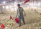 پیش‌بینی کاهش قیمت مرغ با افزایش جوجه‌ریزی