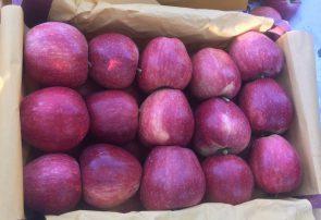 صادرات سیب درختی به ۵۵۰ هزارتن رسید