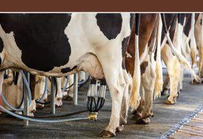 طراحی و مدیریت سیستم جابه‌جایی و انتقال گاوهای شیری