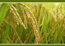 انجمن تولیدکنندگان و تامین کنندگان برنج آغاز به کار کرد