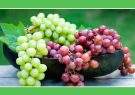 انگور ایرانی به ۷۲ کشور جهان صادر می‌شود