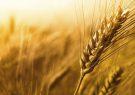 رشد بی‌سابقه قیمت جهانی گندم در یک روز/ مسؤولان می‌گویند نرخ خرید گندم داخلی مناسب است