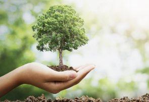 کاشت یک میلیارد درخت باید به امنیت غذایی کمک کند