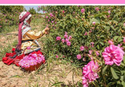 پیش‌بینی تولید ۶۸ هزار تن گل محمدی در سال جاری/ غنچه خشک و گلاب صادر می‌شود
