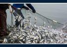از سواحل شمالی و جنوبی کشور چقدر ماهی صید می‌شود؟