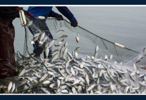 از سواحل شمالی و جنوبی کشور چقدر ماهی صید می‌شود؟