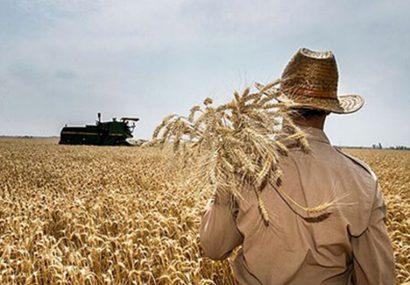 کشاورزان کماکان چشم به راه اصلاح نرخ خرید تضمینی گندم