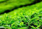 خرید تضمینی برگ سبز چای ۱۰ درصد افزایش یافت