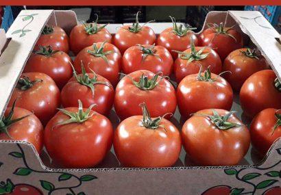 صادرات «گوجه فرنگی» از مرز پرویزخان ممنوع شد