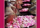 لزوم برندسازی گل محمدی و گلاب ایرانی در جهان
