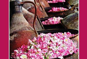 لزوم برندسازی گل محمدی و گلاب ایرانی در جهان