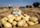 عراق واردات 9 محصول کشاورزی را متوقف کرد
