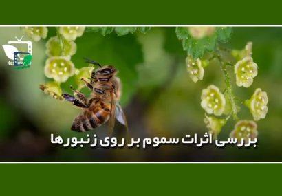 بررسی اثرات سموم بر روی زنبورها