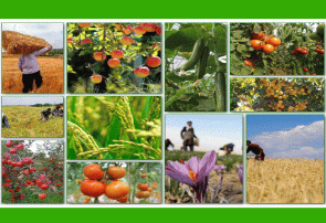 تأثیر دریافت عوارض صادراتی از ۳۵ محصول کشاورزی بر تجارت چیست؟