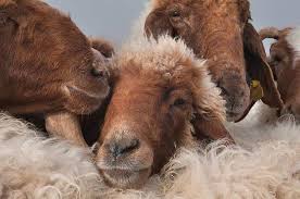 اعلام قیمت گوسفند زنده برای عید قربان