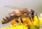 استحصال زهر زنبور برای صنایع داروسازی با روش غیرتهاجمی/زنبور ایرانی حاوی بالاترین «میلیتین»