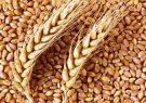 خرید بذر گندم به بیش از ۲۶۲ هزارتن رسید