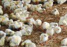 بازار مرغ با افزایش جوجه‌ریزی به تعادل می‌رسد