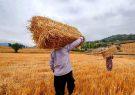قیمت خرید تضمینی گندم تعیین تکلیف می‌شود