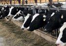 پرورش گاو و گوساله دامداری‌ها در بهار ١۴٠٢ افزایش یافت