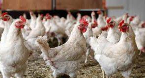 خرید سویا از بازار آزاد باعث افزایش قیمت مرغ زنده می شود