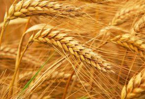 کاهش ۱۰ دلاری قیمت گندم در بازار جهانی