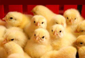 پیش‌بینی کاهش قیمت مرغ با‌ تأمین‌ جوجه یک روزه و بهبود وضعیت نهاده‌