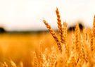 قیمت جهانی گندم در حال افزایش است