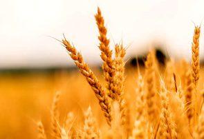 چقدر گندم در ۱۰۰ روز ابتدای سال از سوی دولت خریداری شد؟