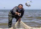 ممنوعیت ۶۰ روزه صید ماهی شیر در صیدگاه‌های خوزستان