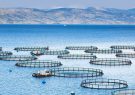 تولید ۲۰۰ هزارتن ماهی در قفس محقق می‌شود
