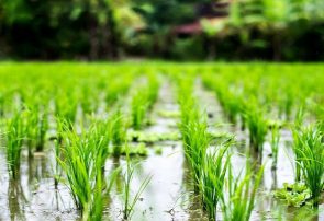 مبارزه بیولوژیک در ۱۰۰ هزار هکتار از مزارع برنج