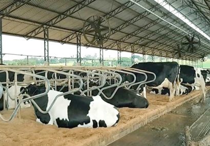 آزادی‌های لازم برای یک استراحت طبیعی در گاوها
