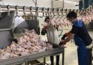 نیاز روزانه گوشت مرغ در استان تهران ۱۴۰۰ تن است