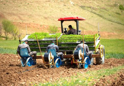 خلا تولید بذر هیبرید درکشاورزی ایران