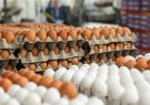 پتانسیل صادرات ۳۰۰ هزارتن تخم مرغ در کشور وجود دارد
