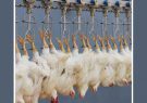 کشتار مرغ ۴ درصد افزایش یافت