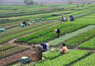 تحقق کشاورزی قراردادی در بیش از ۲ میلیون هکتار از اراضی کشور