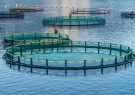ایجاد زنجیره ارزش تولید ماهی در قفس با مشارکت ۱۲ مجموعه صنعتی
