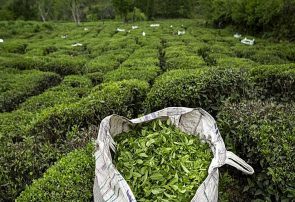 ۱۰۵ میلیارد تومان مطالبه چایکاران از دولت/ تاثیر تخلفات چای دبش ادامه دارد