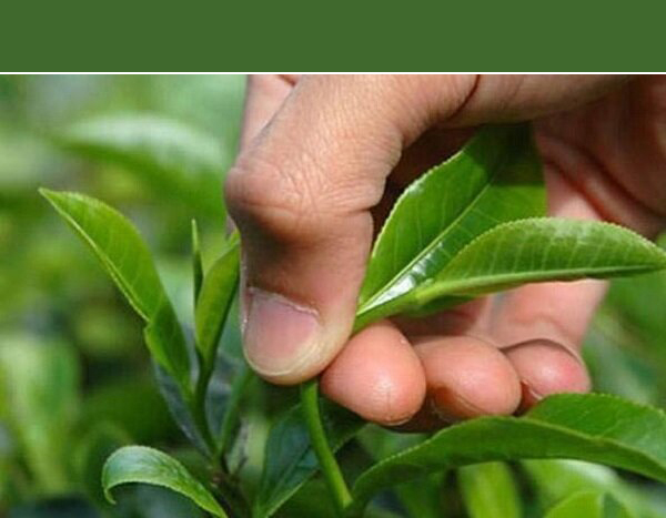 خرید تضمینی برگ سبز چای ۱۸ هزار تومان است/ تغییر ذائقه از چای به قهوه