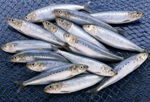 رشد ۱۲ درصدی صید کیلکا ماهیان دریای خزر